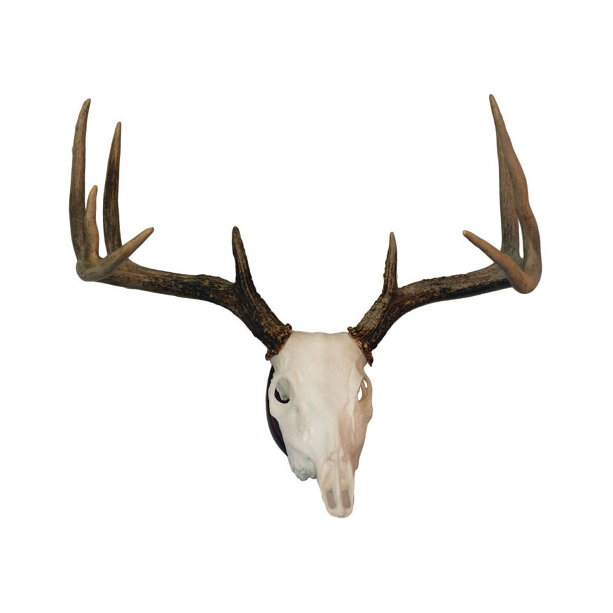 HUNTERS SPECIALTIES EURO SKULL ANTLER MOUNTING KIT main photo.