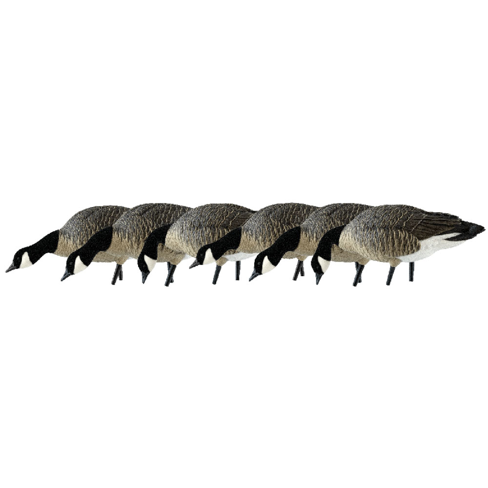 AVIAN-X AXP LESSERS CANADIAN GOOSE DECOY - 6 PACK main photo.