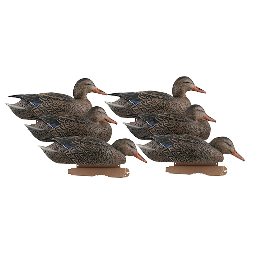 BANDED PG MALLARDS EARLY SEASON HEN PACK main photo.