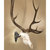 SKULL HOOKER BIG HOOKER EUROPEAN SKULL MOUNT KIT - ON WALL