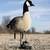 AVIAN-X X-FACTOR DECOY MOTION SYSTEM - LIFESTYLE