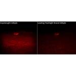 Hme Coyote Light Pro Predator Red Led Light - Comparison 2