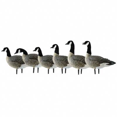 AVIAN-X AXP LESSERS ACTIVE CANADIAN GOOSE DECOY 6 PACK Photo
