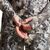SITKA CORE MERINO 120 HOODY - THUMBHOLE SLEEVES
