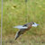 AVIAN-X POWERFLIGHT SPINNING ROBO DOVE - LIFESTYLE