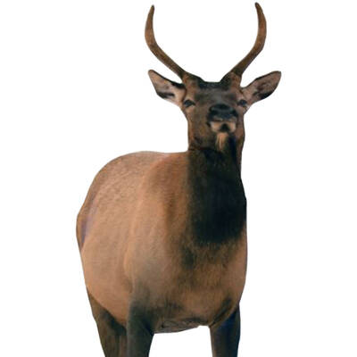MONTANA DECOY SPIKE ELK DECOY - Today Only!