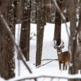 Wisconsin deer hunting has been a treasured tradition in the state dating back to 1851. Deer hunting in Wisconsin helped the residents to differentiate between different seasons of the year, […]