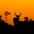 Texas offers a wide variety of seasonal deer hunting and is known for its high range of game animals. Approximately one million acres of publicly accessible land is available to […]